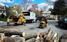 How Our Tree Care Process Works  in  Lockhart, FL