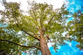 Best Fruit Tree Pruning  in Lockhart, FL