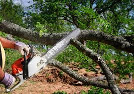 Professional Tree Services in Lockhart, FL