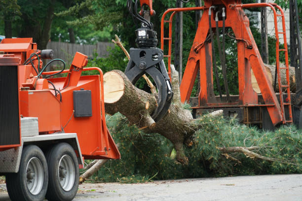 Best Tree Mulching  in Lockhart, FL